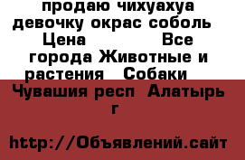 продаю чихуахуа девочку,окрас соболь › Цена ­ 25 000 - Все города Животные и растения » Собаки   . Чувашия респ.,Алатырь г.